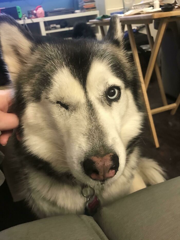 41 Pictures Of Incredibly Adorable Disabled Animals Proving That Cuteness Can Cope With Anything