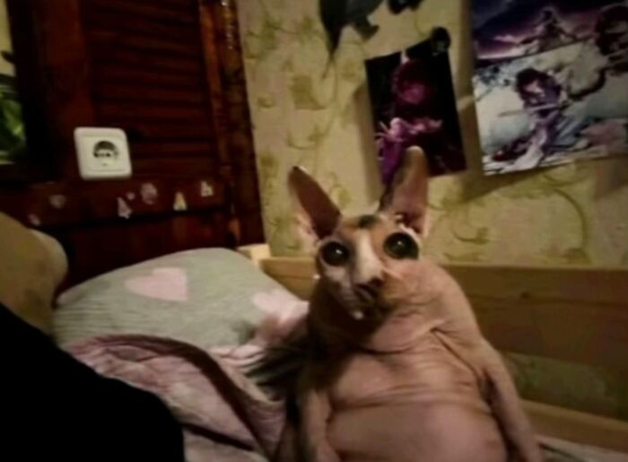 93 Cat Owners Share Times Their Furry Friends Looked Like Goblins