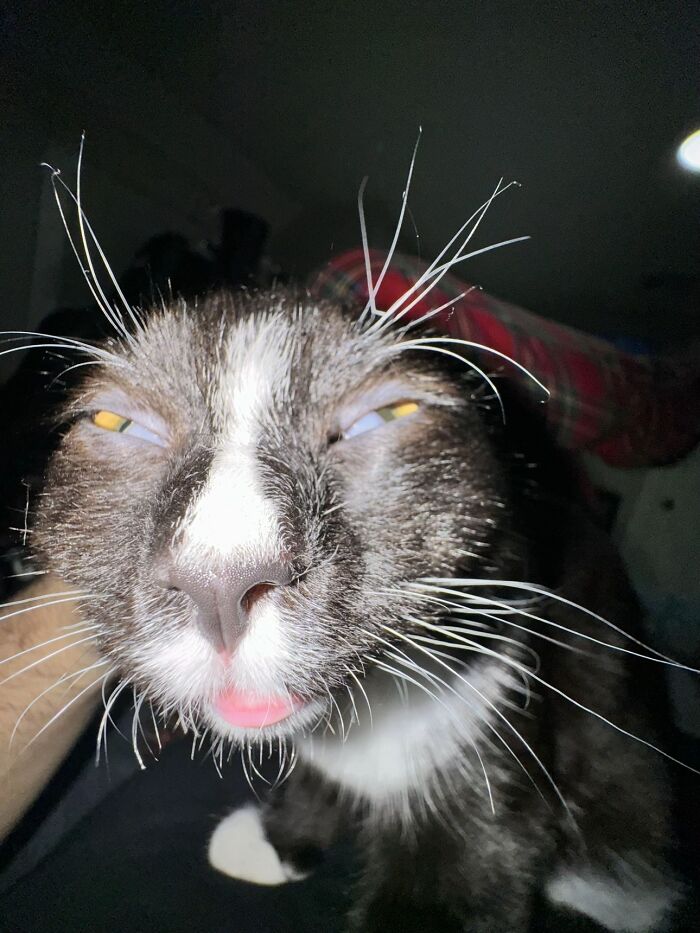 93 Cat Owners Share Times Their Furry Friends Looked Like Goblins