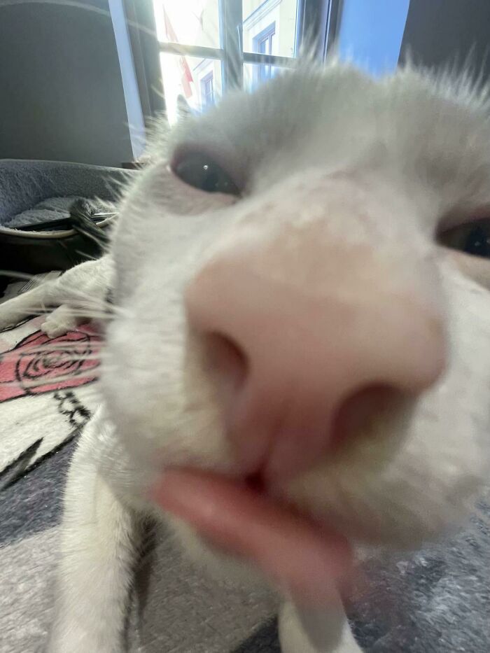 93 Cat Owners Share Times Their Furry Friends Looked Like Goblins