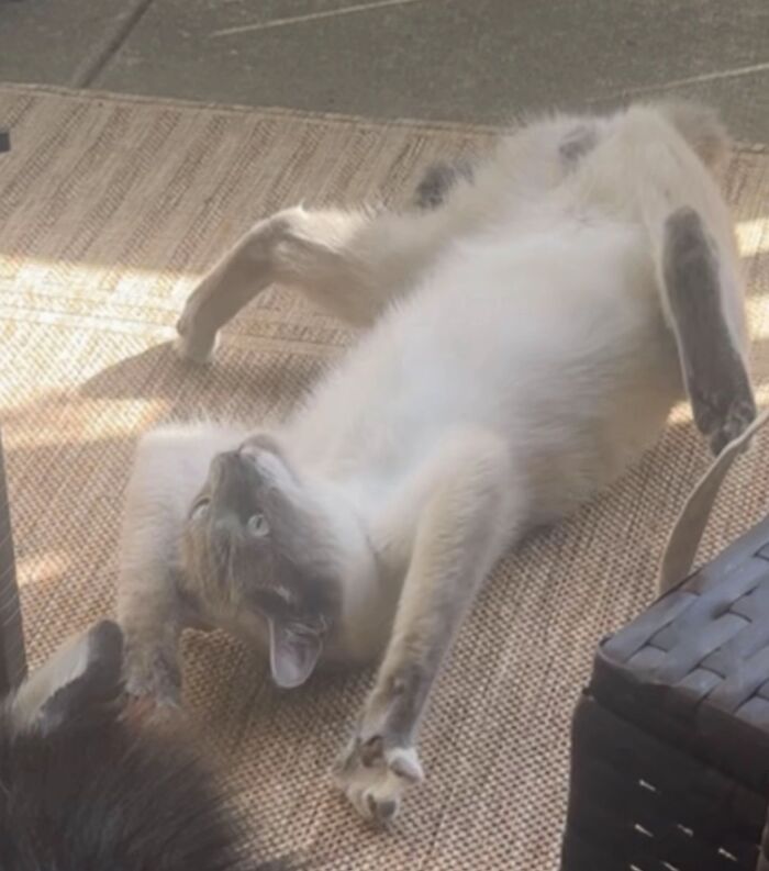 93 Cat Owners Share Times Their Furry Friends Looked Like Goblins