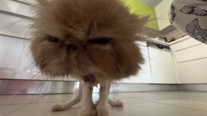 93 Cat Owners Share Times Their Furry Friends Looked Like Goblins
