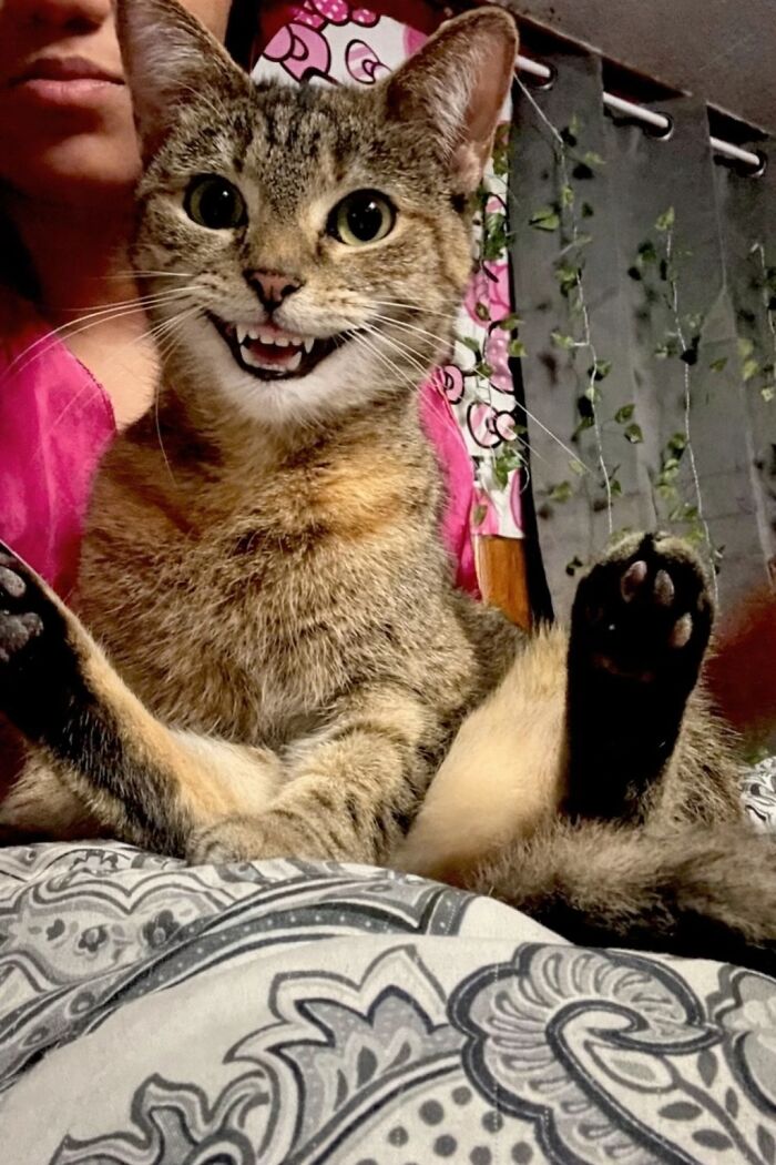 93 Cat Owners Share Times Their Furry Friends Looked Like Goblins