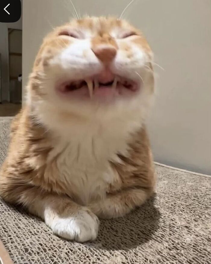 93 Cat Owners Share Times Their Furry Friends Looked Like Goblins