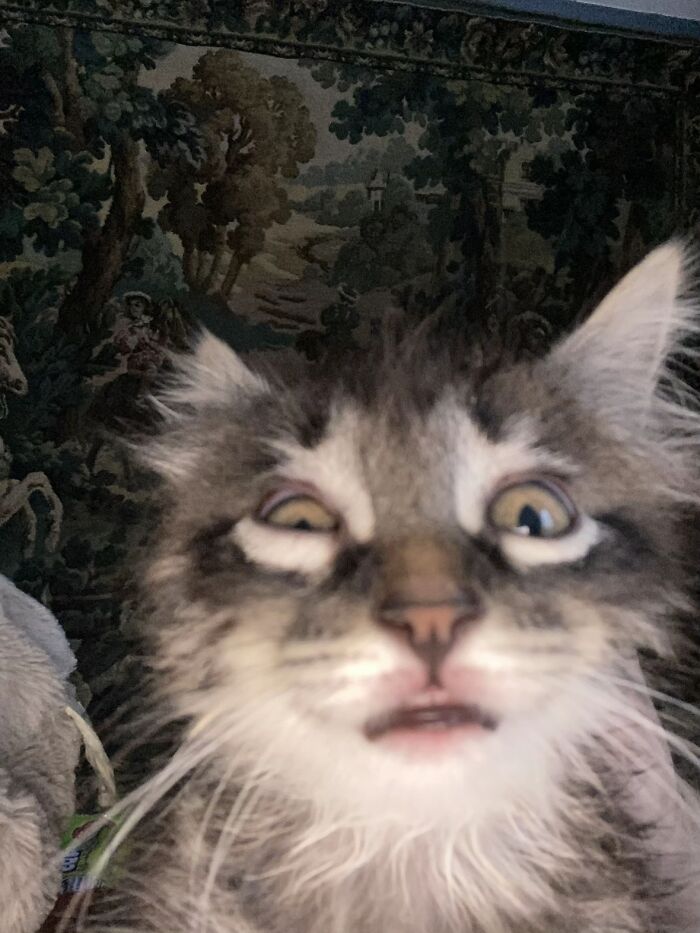 93 Cat Owners Share Times Their Furry Friends Looked Like Goblins
