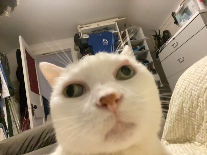 93 Cat Owners Share Times Their Furry Friends Looked Like Goblins