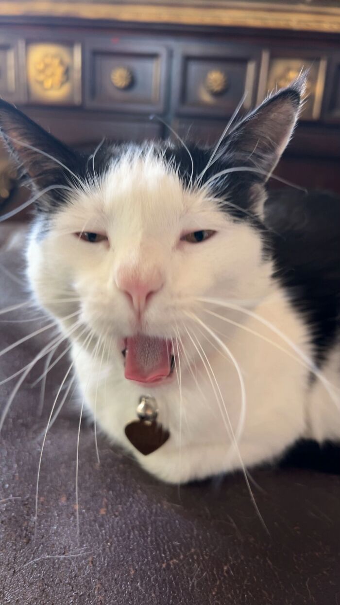 93 Cat Owners Share Times Their Furry Friends Looked Like Goblins