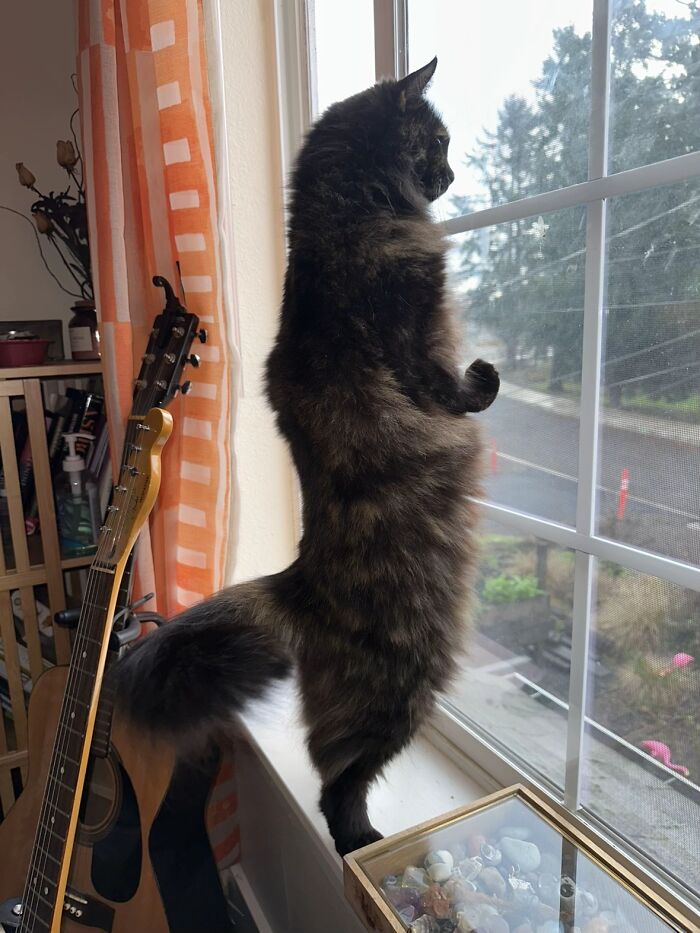 93 Cat Owners Share Times Their Furry Friends Looked Like Goblins