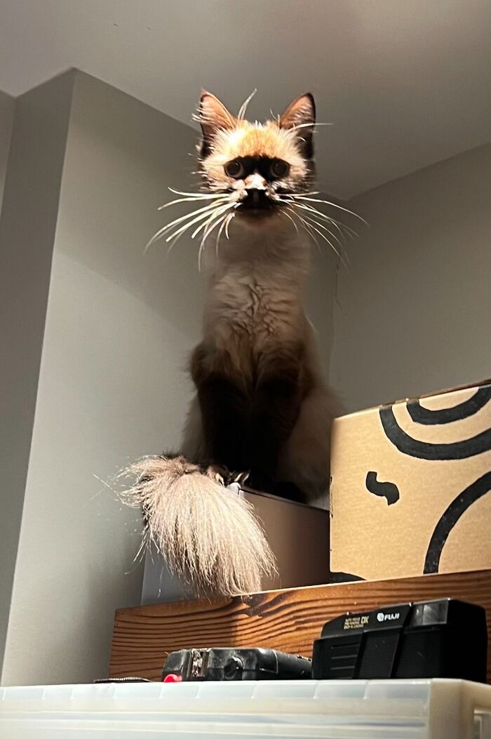 93 Cat Owners Share Times Their Furry Friends Looked Like Goblins