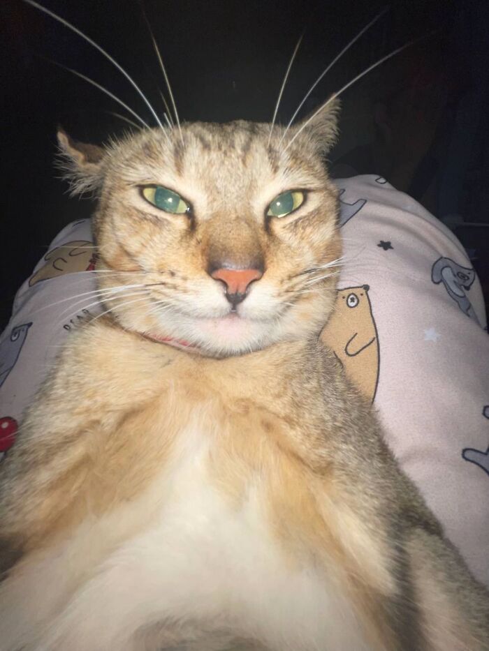 93 Cat Owners Share Times Their Furry Friends Looked Like Goblins