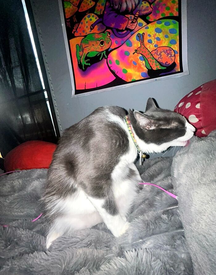 93 Cat Owners Share Times Their Furry Friends Looked Like Goblins