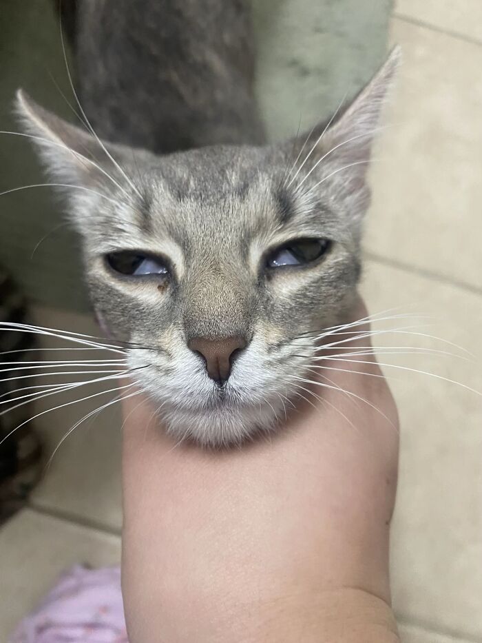 93 Cat Owners Share Times Their Furry Friends Looked Like Goblins