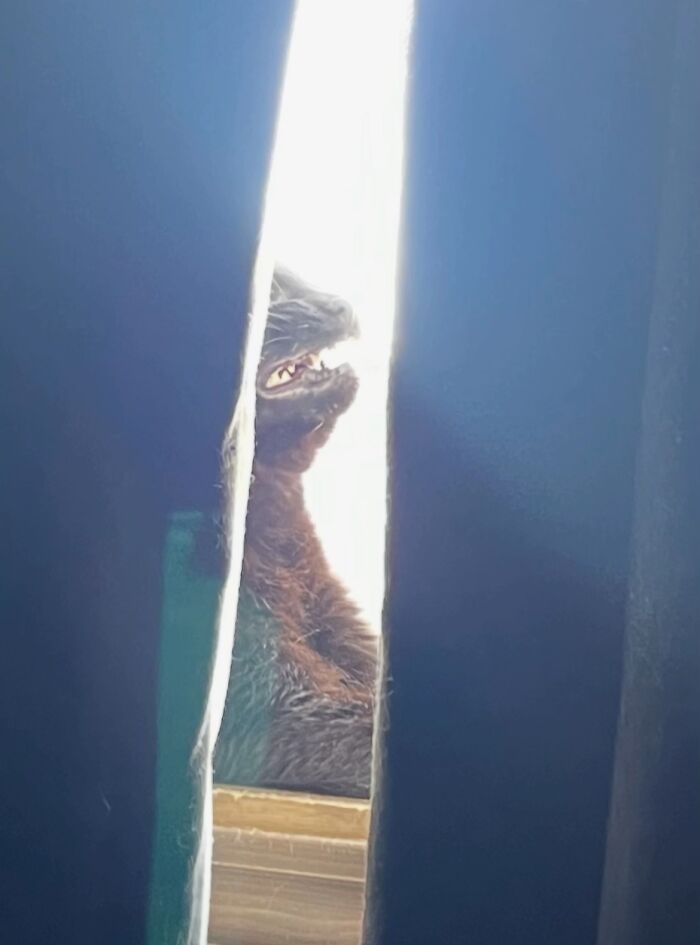 93 Cat Owners Share Times Their Furry Friends Looked Like Goblins