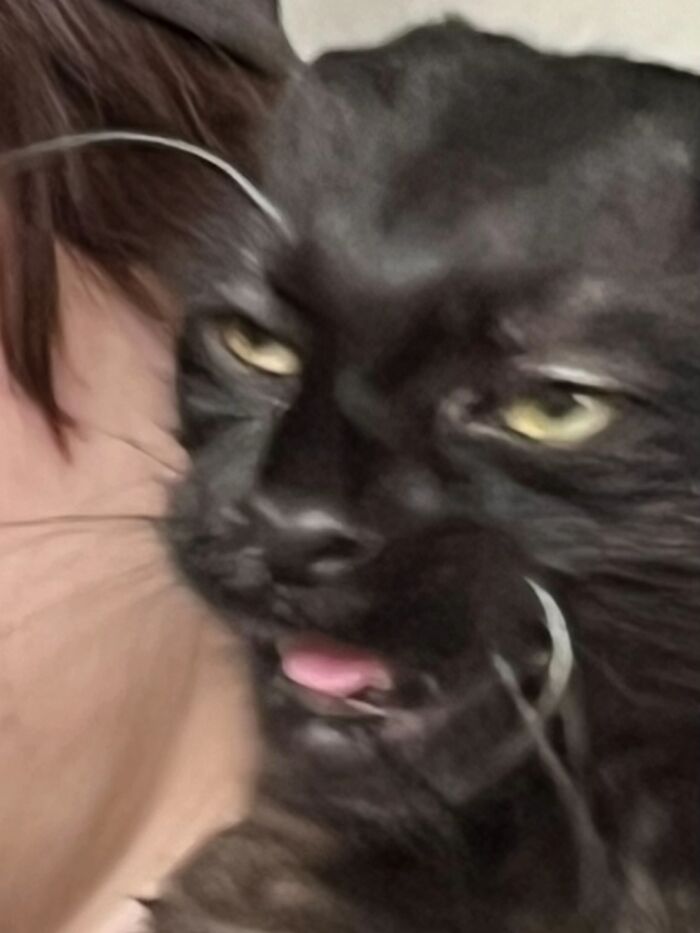 93 Cat Owners Share Times Their Furry Friends Looked Like Goblins