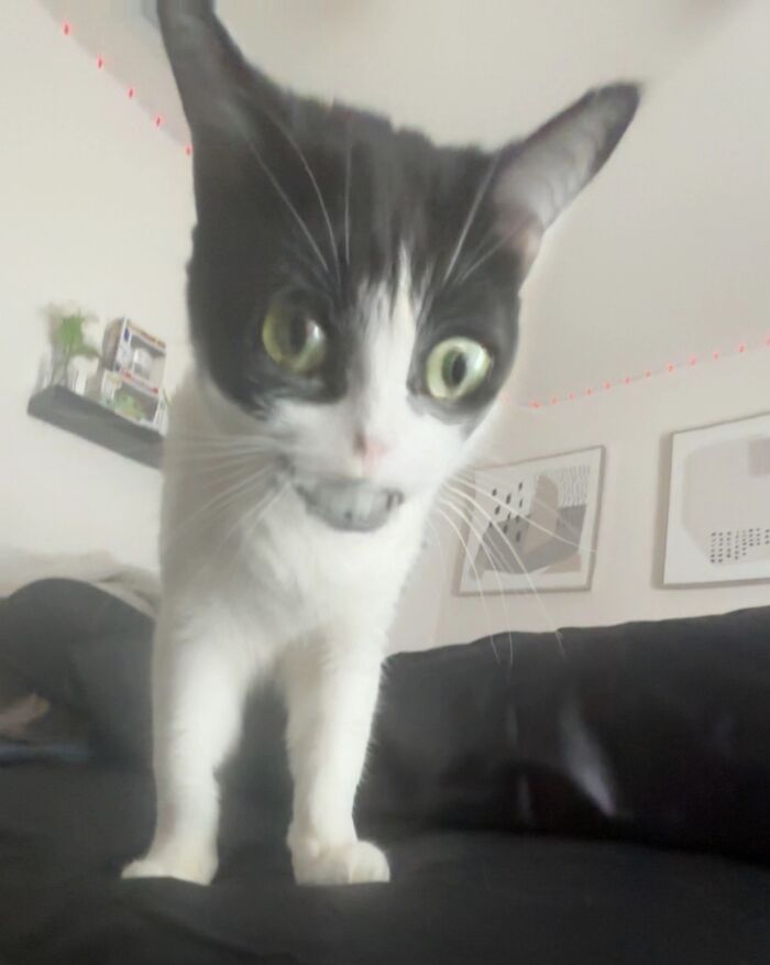 93 Cat Owners Share Times Their Furry Friends Looked Like Goblins