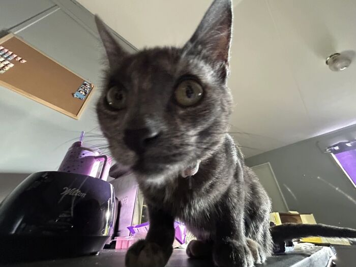 93 Cat Owners Share Times Their Furry Friends Looked Like Goblins