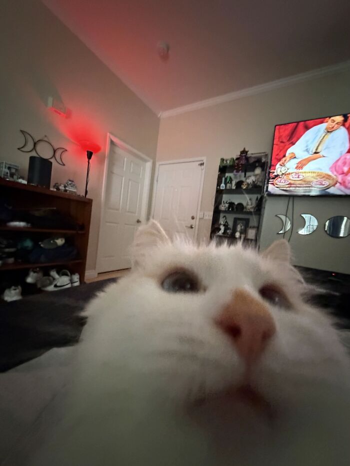 93 Cat Owners Share Times Their Furry Friends Looked Like Goblins