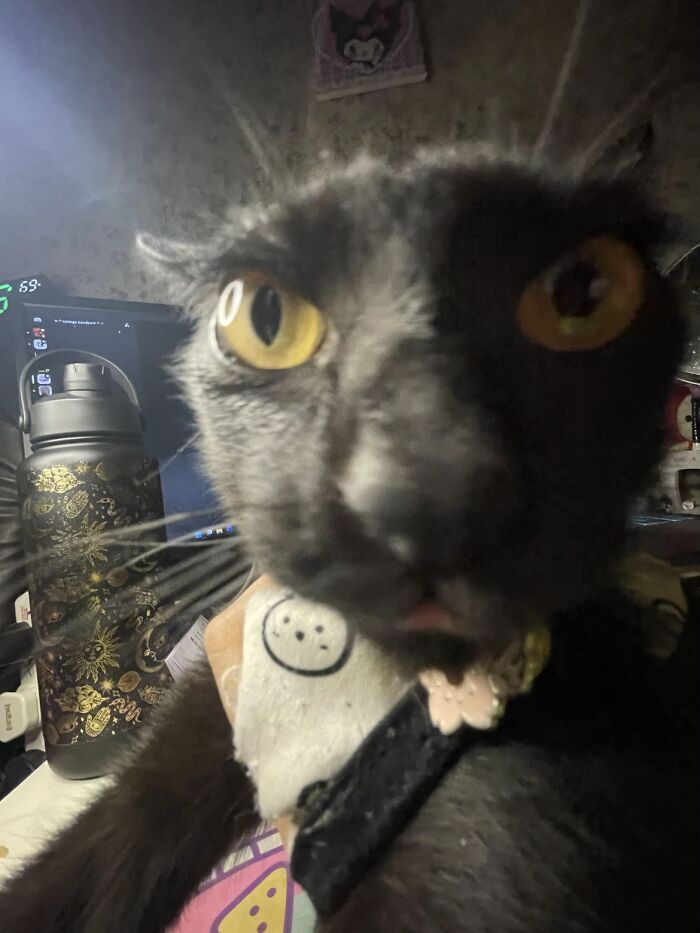 93 Cat Owners Share Times Their Furry Friends Looked Like Goblins