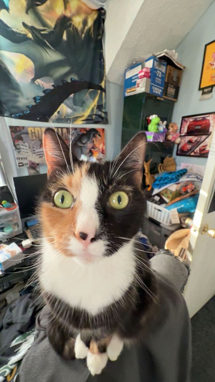 93 Cat Owners Share Times Their Furry Friends Looked Like Goblins