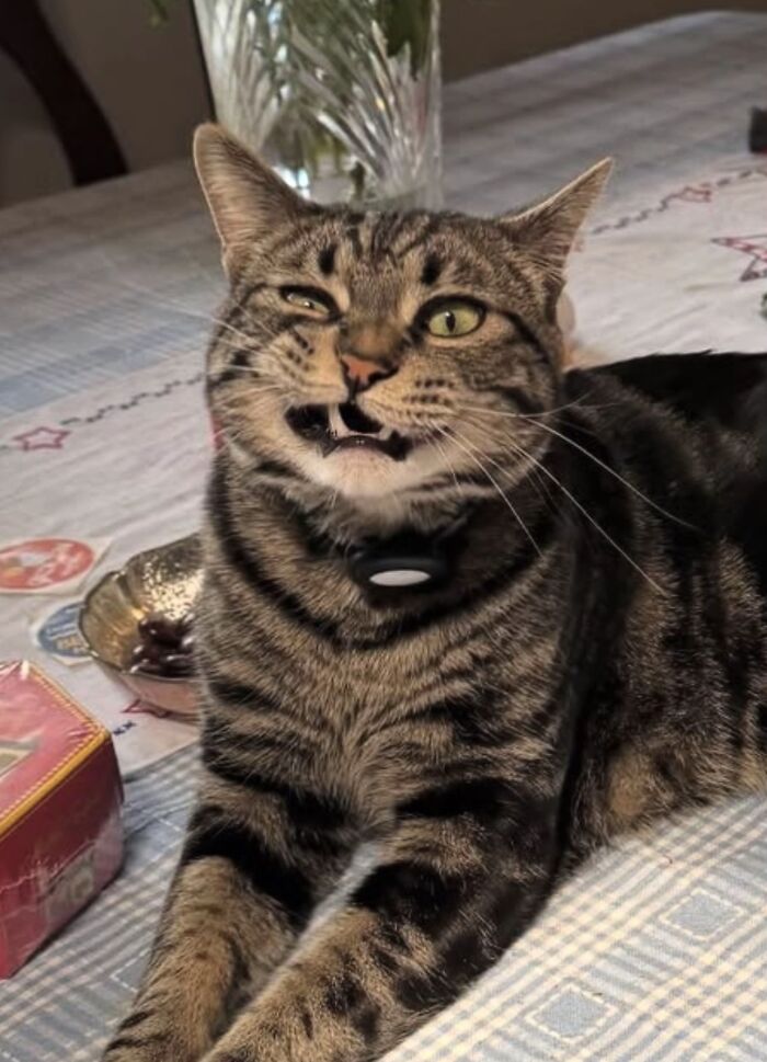 93 Cat Owners Share Times Their Furry Friends Looked Like Goblins