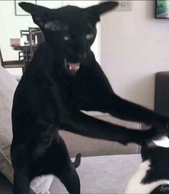 93 Cat Owners Share Times Their Furry Friends Looked Like Goblins