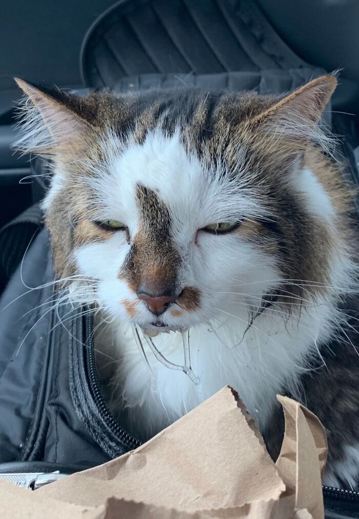 93 Cat Owners Share Times Their Furry Friends Looked Like Goblins