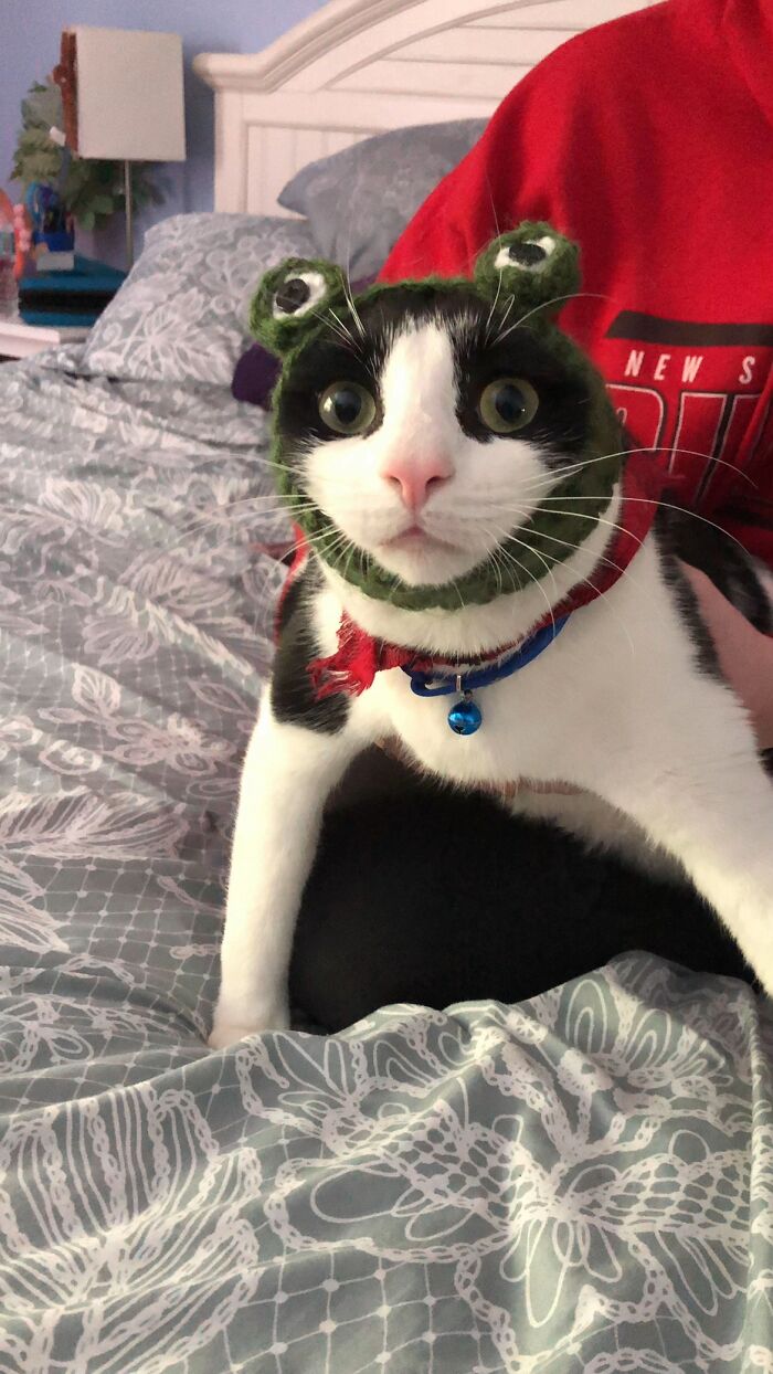 93 Cat Owners Share Times Their Furry Friends Looked Like Goblins