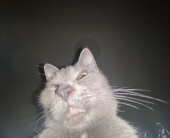 93 Cat Owners Share Times Their Furry Friends Looked Like Goblins