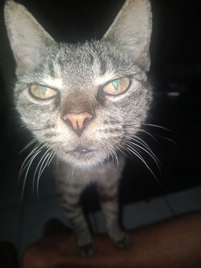 93 Cat Owners Share Times Their Furry Friends Looked Like Goblins