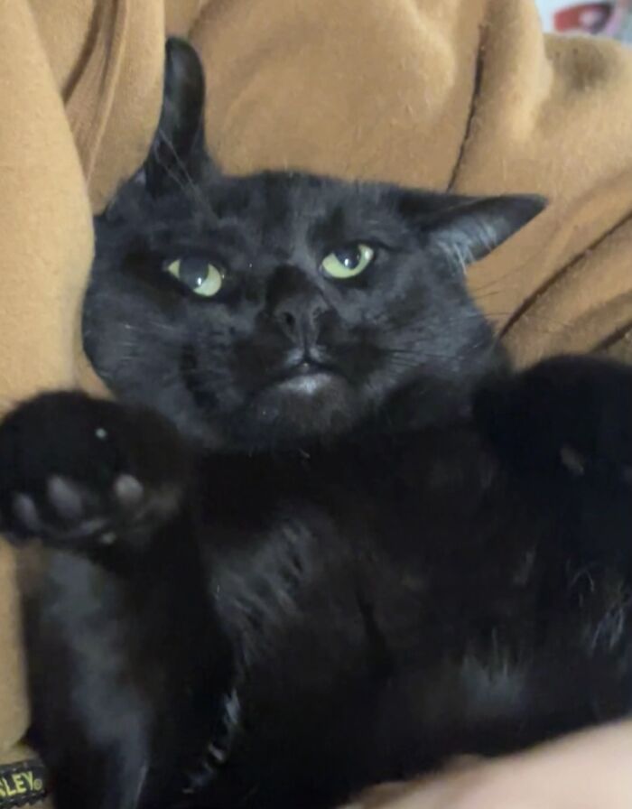 93 Cat Owners Share Times Their Furry Friends Looked Like Goblins