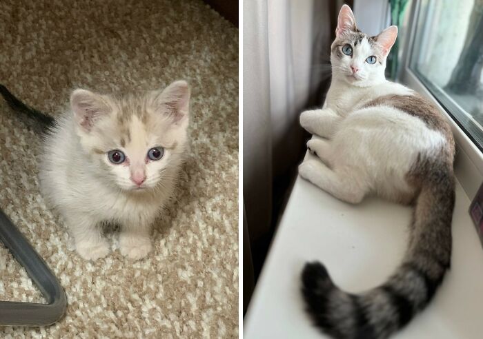 30 New “Then And Now” Pics Of Adorable Kittens Turning Into Majestic Cats, As Shared On This Group