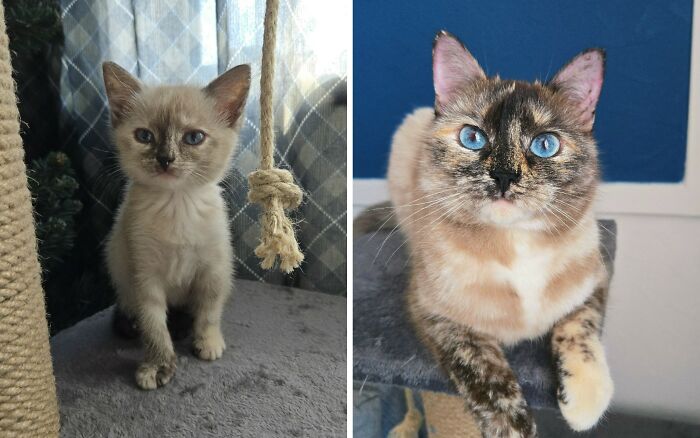 30 New “Then And Now” Pics Of Adorable Kittens Turning Into Majestic Cats, As Shared On This Group