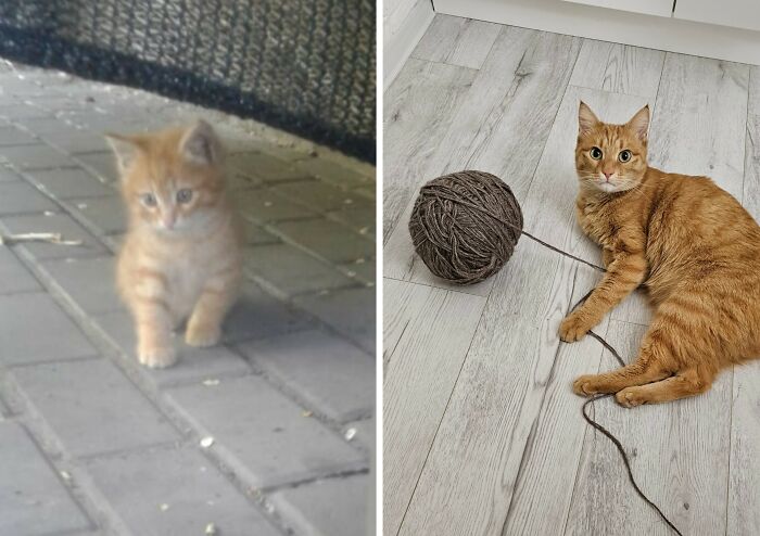 30 New “Then And Now” Pics Of Adorable Kittens Turning Into Majestic Cats, As Shared On This Group