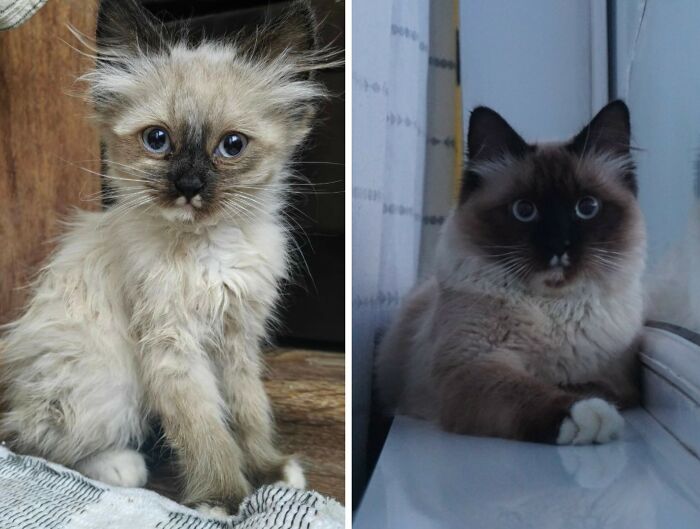 30 New “Then And Now” Pics Of Adorable Kittens Turning Into Majestic Cats, As Shared On This Group