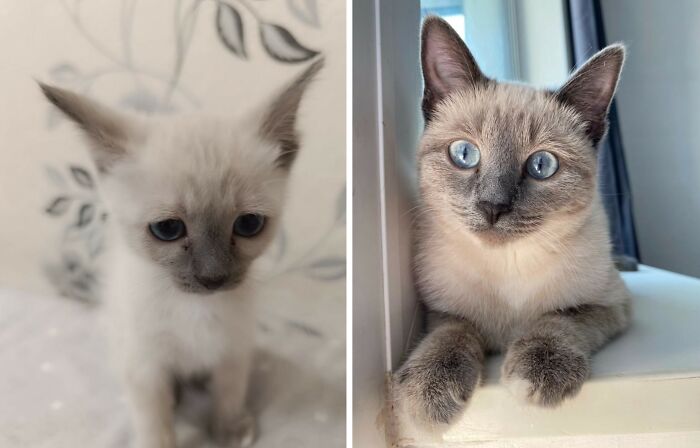 30 New “Then And Now” Pics Of Adorable Kittens Turning Into Majestic Cats, As Shared On This Group