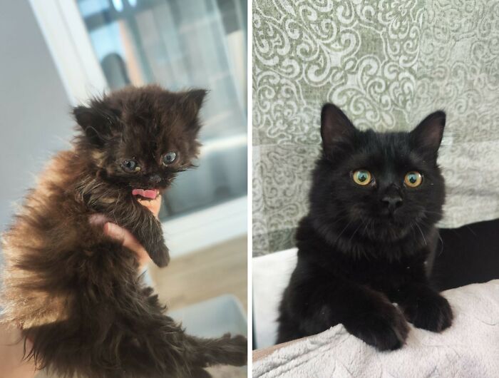 30 New “Then And Now” Pics Of Adorable Kittens Turning Into Majestic Cats, As Shared On This Group