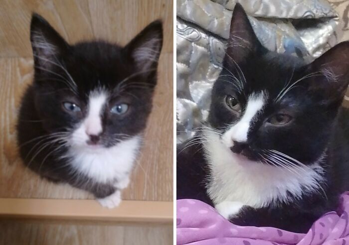 30 New “Then And Now” Pics Of Adorable Kittens Turning Into Majestic Cats, As Shared On This Group