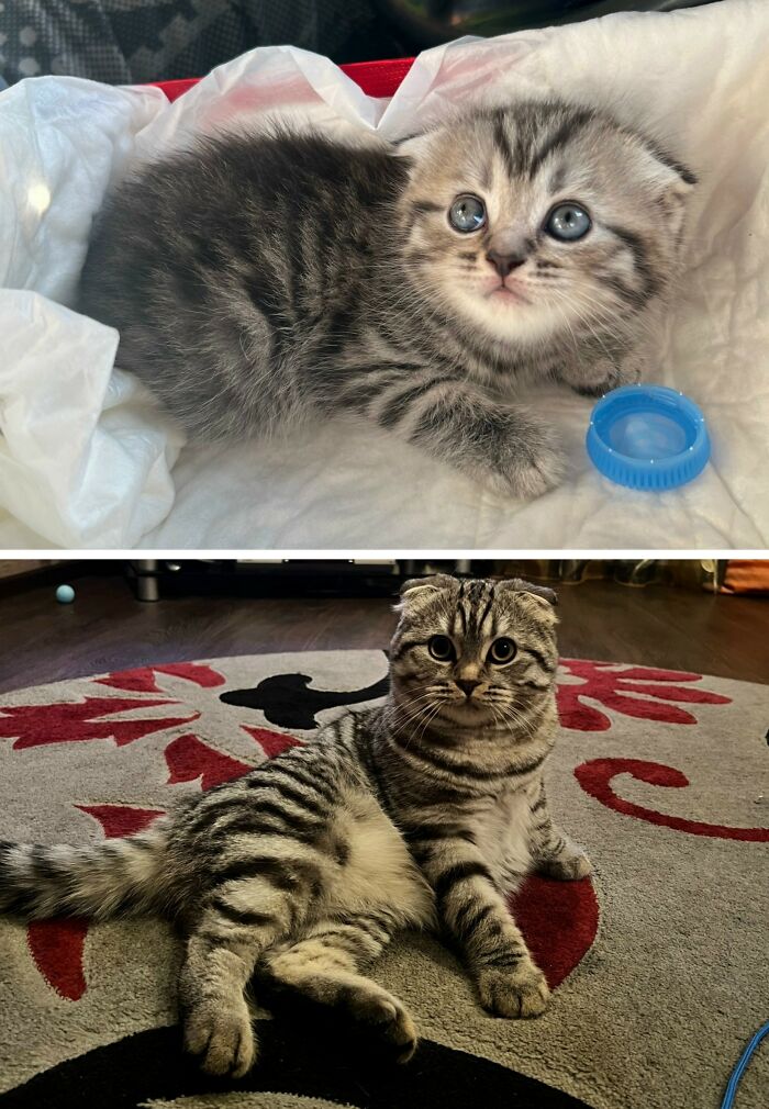 30 New “Then And Now” Pics Of Adorable Kittens Turning Into Majestic Cats, As Shared On This Group