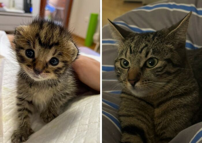 30 New “Then And Now” Pics Of Adorable Kittens Turning Into Majestic Cats, As Shared On This Group