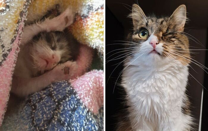 30 New “Then And Now” Pics Of Adorable Kittens Turning Into Majestic Cats, As Shared On This Group