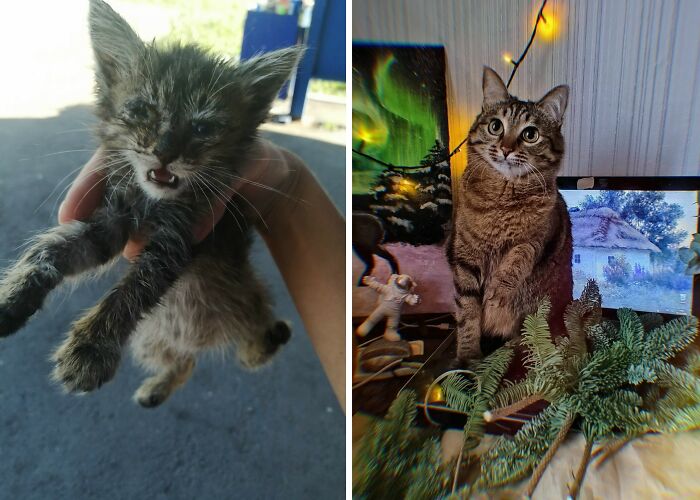 30 New “Then And Now” Pics Of Adorable Kittens Turning Into Majestic Cats, As Shared On This Group