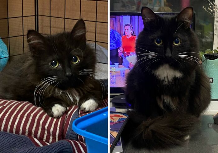 30 New “Then And Now” Pics Of Adorable Kittens Turning Into Majestic Cats, As Shared On This Group