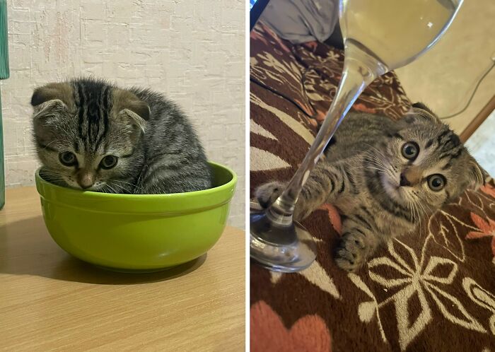 30 New “Then And Now” Pics Of Adorable Kittens Turning Into Majestic Cats, As Shared On This Group