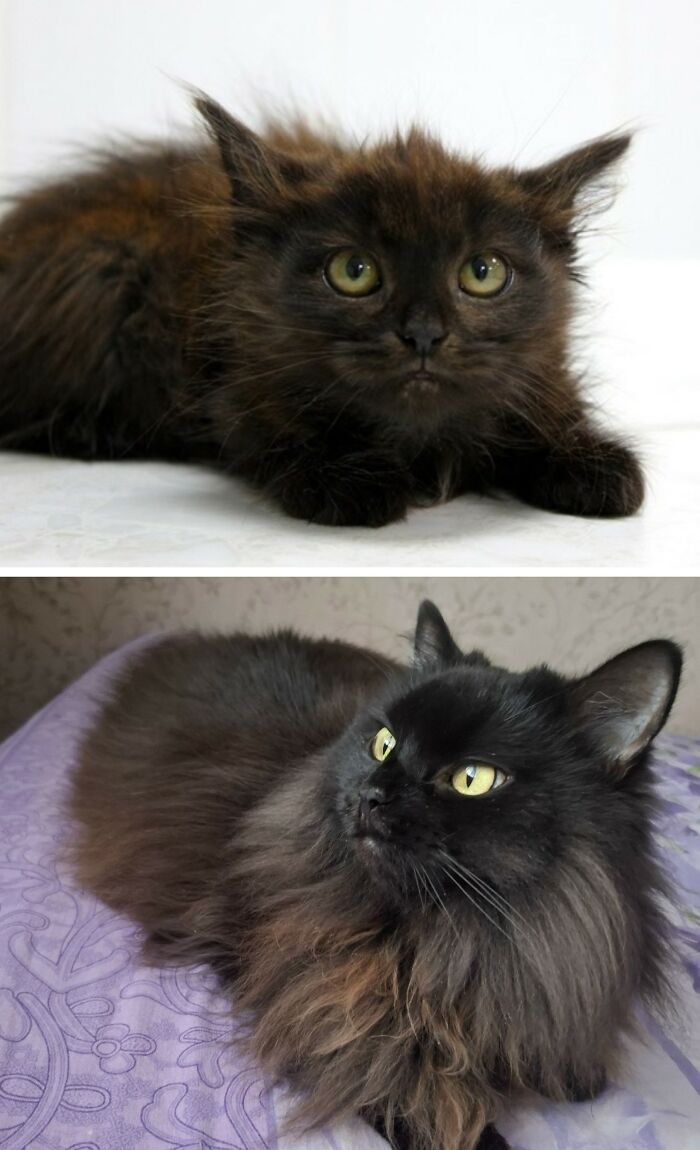 30 New “Then And Now” Pics Of Adorable Kittens Turning Into Majestic Cats, As Shared On This Group