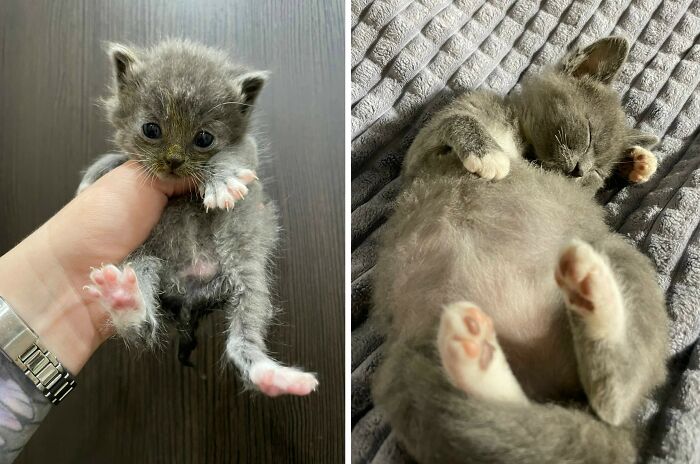 30 New “Then And Now” Pics Of Adorable Kittens Turning Into Majestic Cats, As Shared On This Group