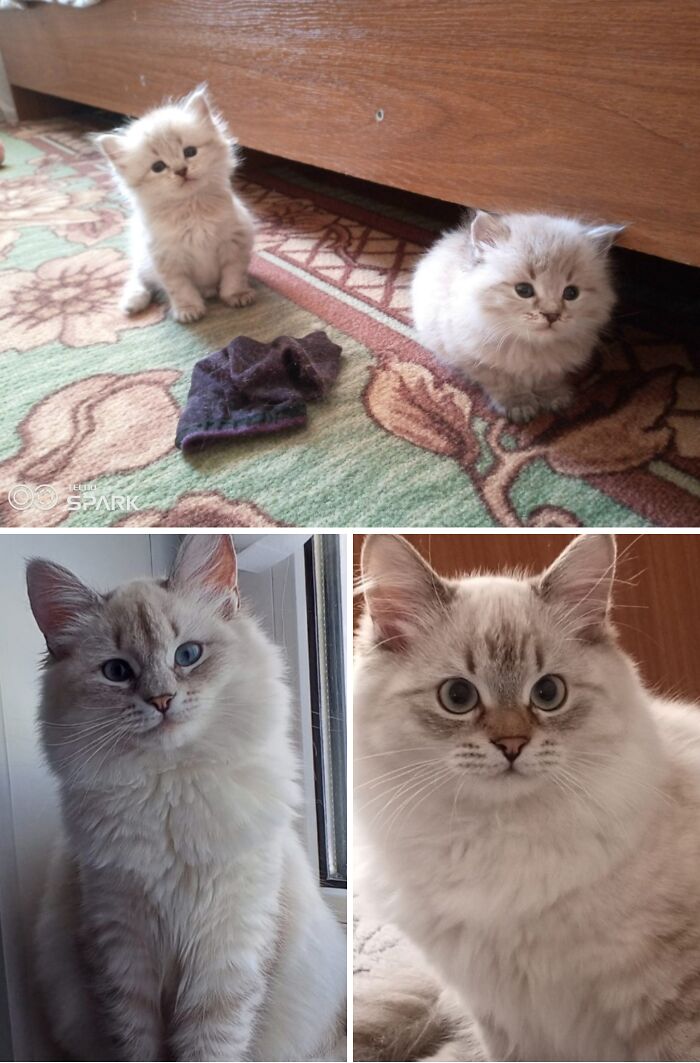 30 New “Then And Now” Pics Of Adorable Kittens Turning Into Majestic Cats, As Shared On This Group