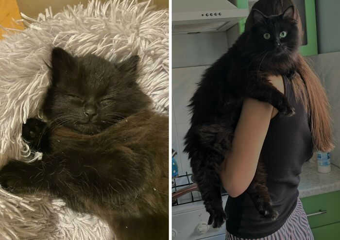 30 New “Then And Now” Pics Of Adorable Kittens Turning Into Majestic Cats, As Shared On This Group