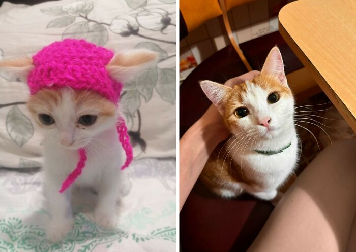30 New “Then And Now” Pics Of Adorable Kittens Turning Into Majestic Cats, As Shared On This Group