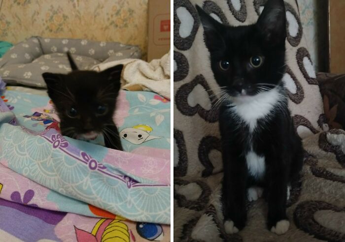30 New “Then And Now” Pics Of Adorable Kittens Turning Into Majestic Cats, As Shared On This Group