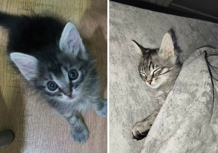 30 New “Then And Now” Pics Of Adorable Kittens Turning Into Majestic Cats, As Shared On This Group